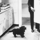FDR’s beloved dog Fala